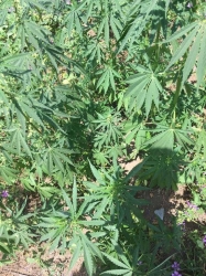 «Կանեփ-կակաչ 2019»  համալիր միջոցառման 1-ին փուլի շրջանակներում  Շահումյանի շրջանում հայտնաբերվել են կանեփանման բույսեր  